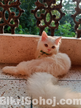 Pure long breed 3 coded Persian